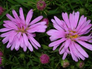 Aster hybride 'Wood's Pink'