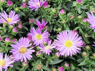 Aster hybride 'Wood's Purple'