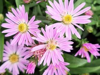 Aster lateriflorus 'Coombe Fishacre'