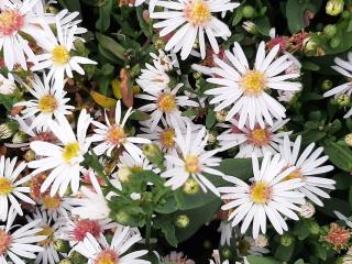 Aster lateriflorus 'Chloe'