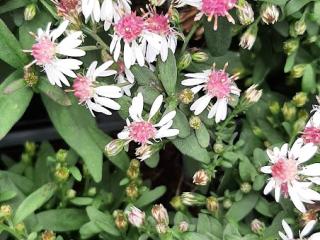 Aster lateriflorus 'Horizontalis'