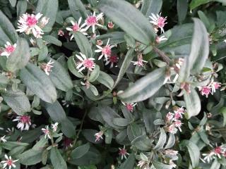 Aster lateriflorus 'Prince'