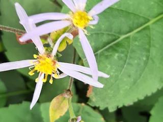 Aster macrophyllus