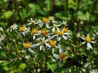 Aster macrophyllus 'Albus'