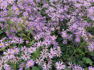 Aster macrophyllus 'Twilight'