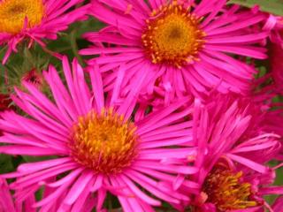 Aster novae-angliae 'And.an A. Pötschke'