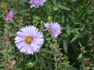 Aster novea angliea 'Barr's Blue'