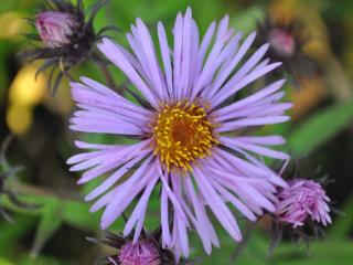 Aster novae-angliae 'Barr's Pink'