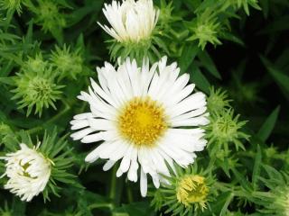 Aster novae-angliae 'Herbstschnee'