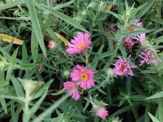 Aster novae-angliae 'Harrington's Pink'
