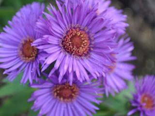 Aster novae-angliae 'Purple Dome'