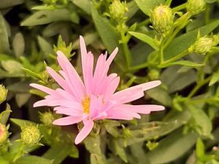 Aster novi belgii 'Brigitta'