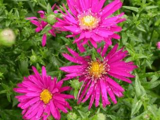 Aster novi belgii 'Crimson Brocade'