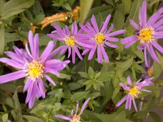 Aster novi belgii 'Dauerblau'