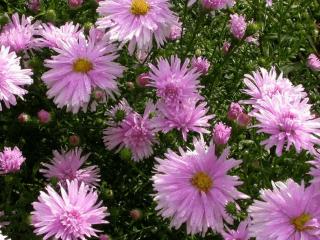 Aster novi belgii 'Fellowship'