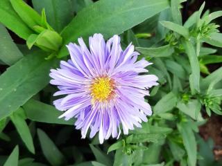 Aster novi belgii 'Marie Ballard'