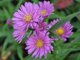 Aster novi belgii 'Patricia Ballard'