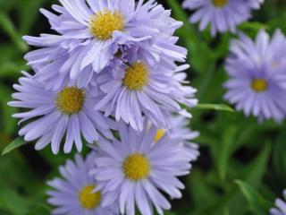 Aster novi belgii 'Plenty'