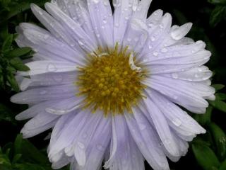 Aster novi belgii 'Porzellan'