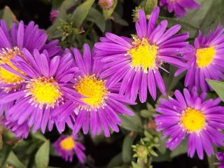 Aster novi belgii 'Schöne von Dietlikon'