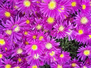 Aster novae-belgii 'Violetta'