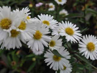 Aster novi belgii 'White Ladies'