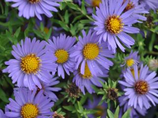 Aster oblongifolius 'Oktoberskies'