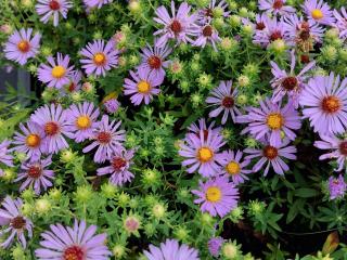 Aster oblongifolius 'Raydon's Favorite'
