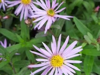 Aster pyrenaeus 'Lutetia'