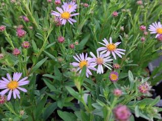 Aster spectabilis 'Macho Blue' (Eurybia)
