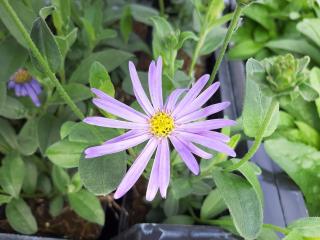 Aster thomsonii