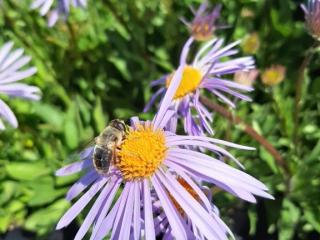 Aster tongolensis 'Napsbury'