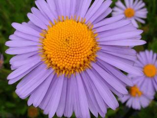 Aster tongolensis 'Wartburgstern'