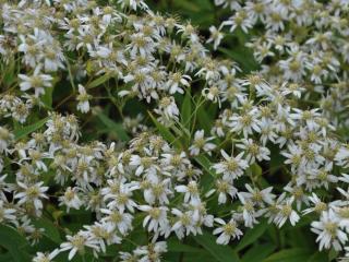 Aster umbellatus 'Weisser Schirm'