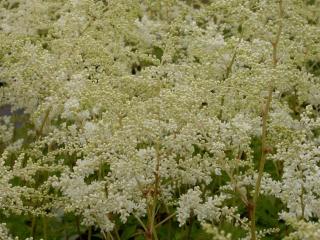 Astilbe arendsii 'Brautschleier'