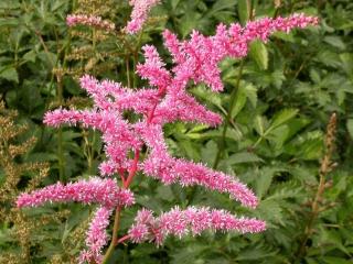 Astilbe arendsii 'Cattleya'