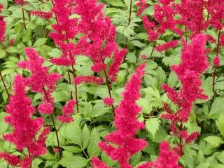 Astilbe arendsii 'Fanal'