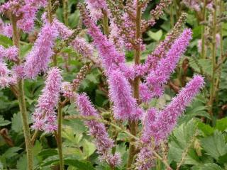 Astilbe chinensis 'Pumila'