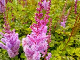 Astilbe chinensis 'Purpurkerze'