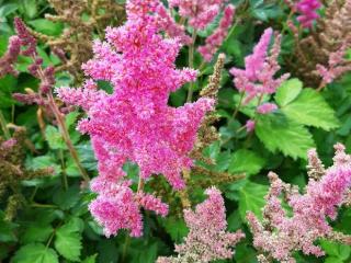 Astilbe chinensis 'Vision in Pink' (PBR)