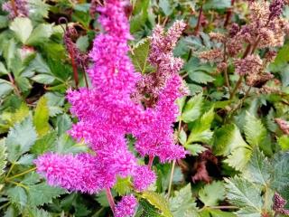 Astilbe chinensis 'Vision in Red' (PBR)