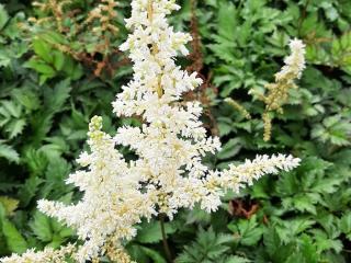 Astilbe chinensis 'Vision in White' (PBR)