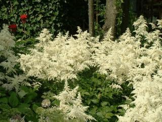 Astilbe japonica 'Deutschland'