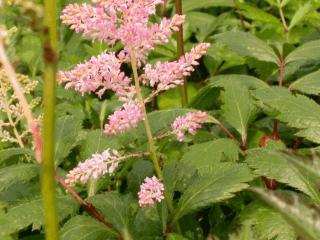 Astilbe japonica 'Europa'