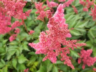 Astilbe japonica 'Köln'