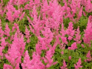 Astilbe japonica 'Koblenz'