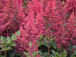 Astilbe japonica 'Montgomery'