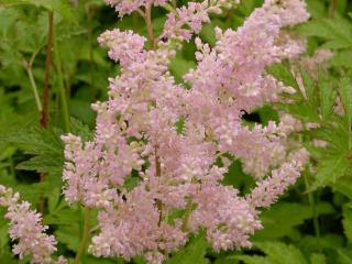 Astilbe japonica 'Peach Blossom'