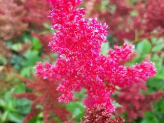 Astilbe japonica 'Red Sentinel'