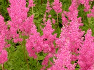 Astilbe japonica 'Rheinland'